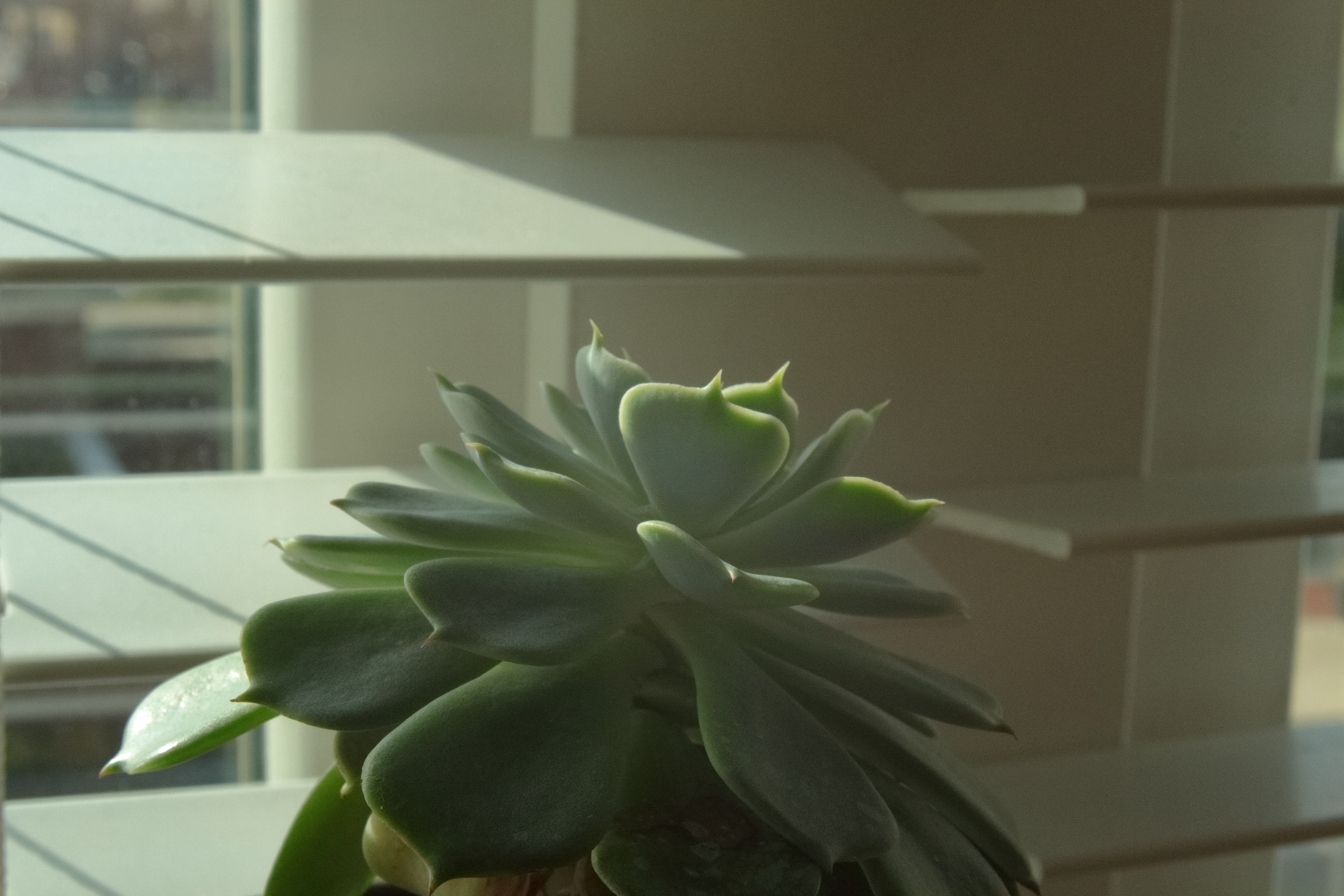 A very nice picture of a succulent.